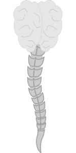 spine, brain, head-151419.jpg